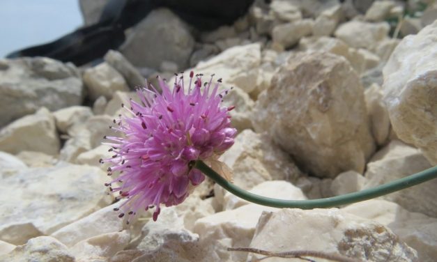 Il fiore dell’Appennino Centrale