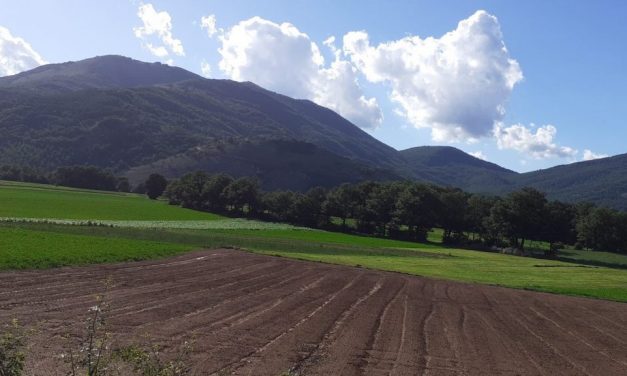 L’Italia va a tutto Bio. Aumentano superfici coltivate ed export