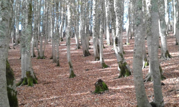Progetto Boschi. Meno Co2 in Italia