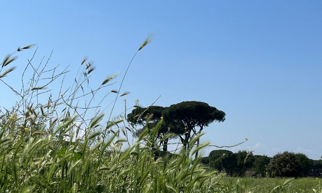 Siamo preoccupati per l’ambiente. L’indagine Istat