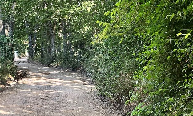I controlli del Cufa per tutelare il patrimonio ambientale