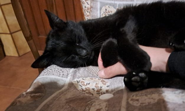 L’animale domestico è membro della famiglia