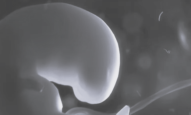 Microplastiche in placenta e ovaie. A rischio la fertilità