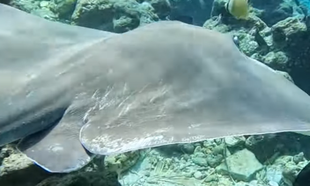 Rischio estinzione per elasmobranchi nel Mediterraneo